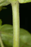 Small's beardtongue